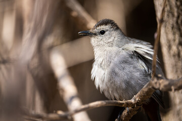 Perched Gray Catbird whose call resembles a cat.