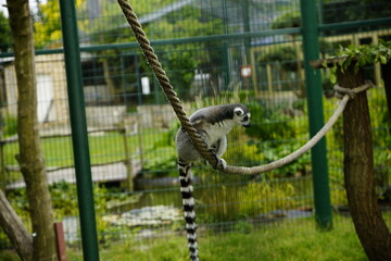 Katta Affe klettert durch das Gehege und greift nach der Kamera