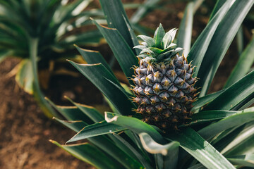 Little pineapple fruit in a greenhouse. Ripe bright tasty pineapple among tropical foliage. Natural...