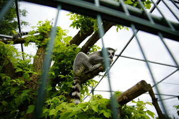 Katta Affe klettert durch das Gehege und greift nach der Kamera