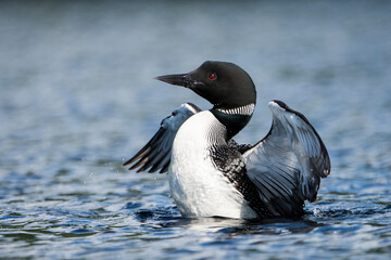 Common Loon stretching its wings at the surface of a lake.