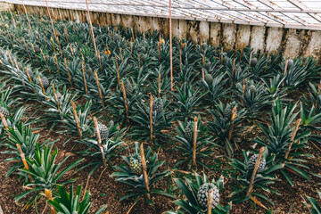 Pineapple planted in the farm,Pineapple fruits plantation in tropical.