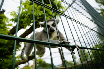 Katta Affe klettert durch das Gehege und greift nach der Kamera
