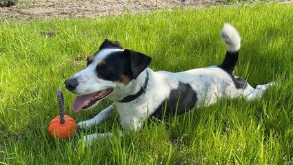 jack russell terrier playing with ball
