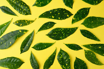 Background of tropical leaves . Summer pattern with yellow and green colors. Flat lay. top view