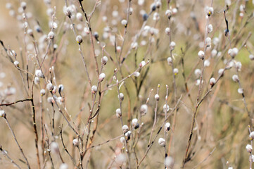 Blurred image of willow branches with fluffy flowers on a sunny spring day.