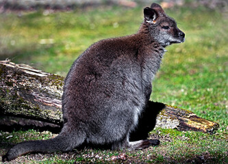 Bennett`s wallaby sitting on the lawn. Latin name - Macropus rufogriseus	
