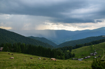 Fototapeta na wymiar Carpathian rural area behind the village with cows grazing on the mountain meadow in Ukrainian Carpathian