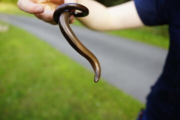 Blindschleiche die sich in der Hand windet