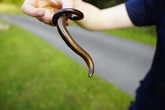 Blindschleiche die sich in der Hand windet