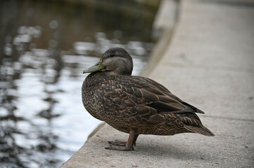 Mallard duck of North America.