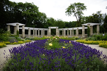 Fototapeta na wymiar Rosengarten im Tiergarten Berlin mit Blick aufs Atrium 