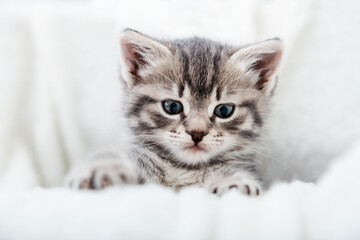 Grey tabby fluffy kitten hiding behind blanket on couch. Playful cat resting on soft white blanket at home alone. Kitten peeks out holding by paws. Happy Kitten baby looking at camera. Cat Portrait