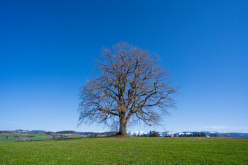 huge old tree with snow covered Mount Hochgrat in background, in the Allgaeu Area, a part of the bavarian alps,Germany