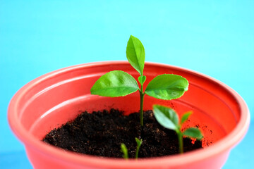 Lemon sprout in a pot, on a sky blue background