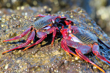 rote_Klippenkrabbe