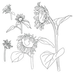 A set of drawings of sunflowers. Different angles of the flower on the stem with leaves. Hand-drawn vector illustration.