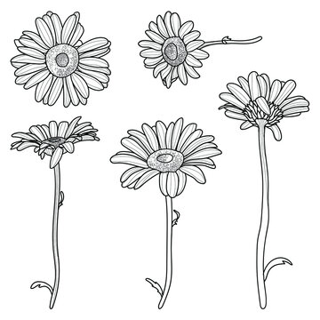 A set of daisy drawings. Different angles of the flower on the stem. Hand-drawn vector illustration.