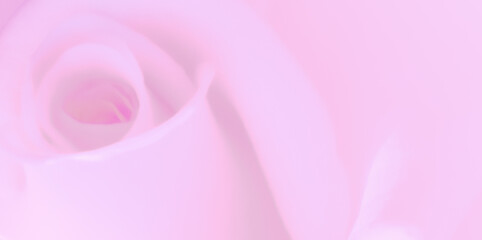 Fototapeta na wymiar Pink rose petals texture . Abstract background ,Beautiful rose flower petals