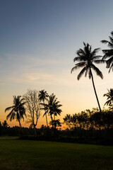 Obraz na płótnie Canvas Silhouette Palm Trees Against Clear Sky