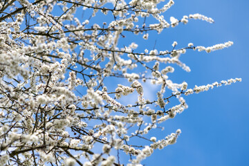 Close Up of Blackthorn Blossom in Spring