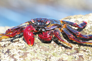rote_Klippenkrabbe