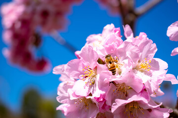 Bees on Cherry Blossoms
