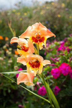 Flores de amarilis en un jard&iacute;n de flores