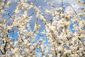 Close Up of Blackthorn Blossom in Spring