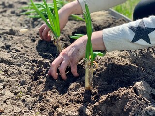 The woman is planting onions in the ground.