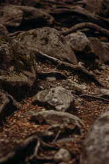 Rocas y Ramas en un Bosque