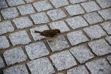 Spatz auf Pflastersteinen 