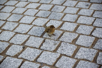 Spatz auf Pflastersteinen 