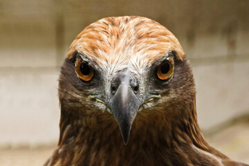 Red tailed hawk ( Buteo jamaicensis ) portrait