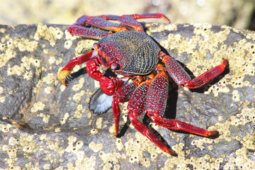rote_Klippenkrabbe_frisst_Muschel