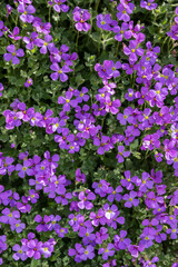 Mass of colourful Aubretia flowers in purple colour
