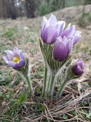 Spring flowers pulsatilla vernalis on a natural background, detailed macro view.