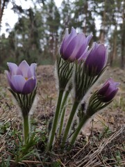 Fototapeta premium Spring flowers pulsatilla vernalis on a natural background, detailed macro view.
