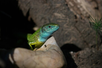 Naklejka na ściany i meble European green lizard (Lacerta viridis) after drinking.