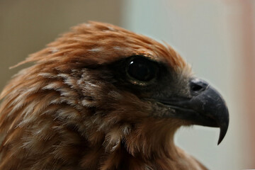 Feather of a Red tailed hawk, selective focus on its feather