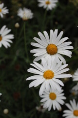 Obraz premium Daisies flowers