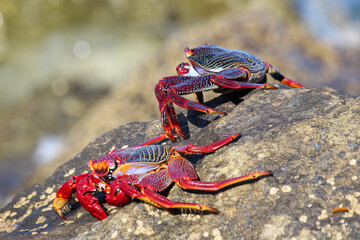 rote_Klippenkrabbe