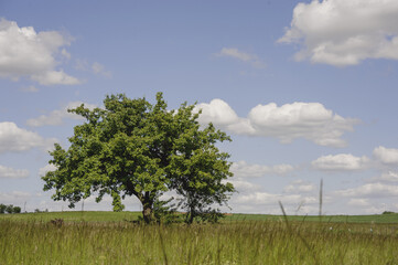 Fototapeta na wymiar Beautiful spring rural landscape with meadows and trees. Poland. Suburban area.