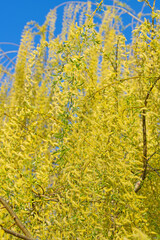 Männliche Blüten der Trauerweide, Salix babylonica