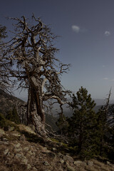 Árbol seco en una valle con una paisaje otoñal