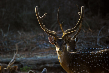Indian Spotted deer is herbivorous specie found in most of the indian forest. Sun rays fall on...