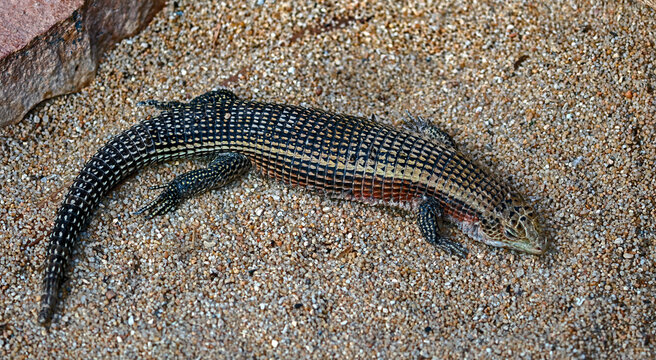 Giant plated lizard on the sand. Latin name - Gerrhosaurus validus