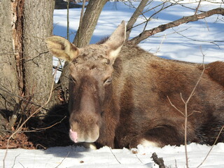 Moose with tongue