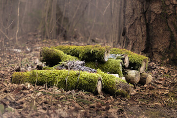 Firewood in the forest