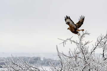 Eagle in flight